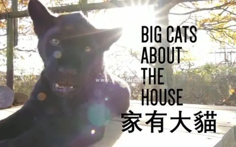 英语纪录片《家有大猫 Big Cat About the Houe》英文版[全3集][中文字幕][1080P][MP4]-1