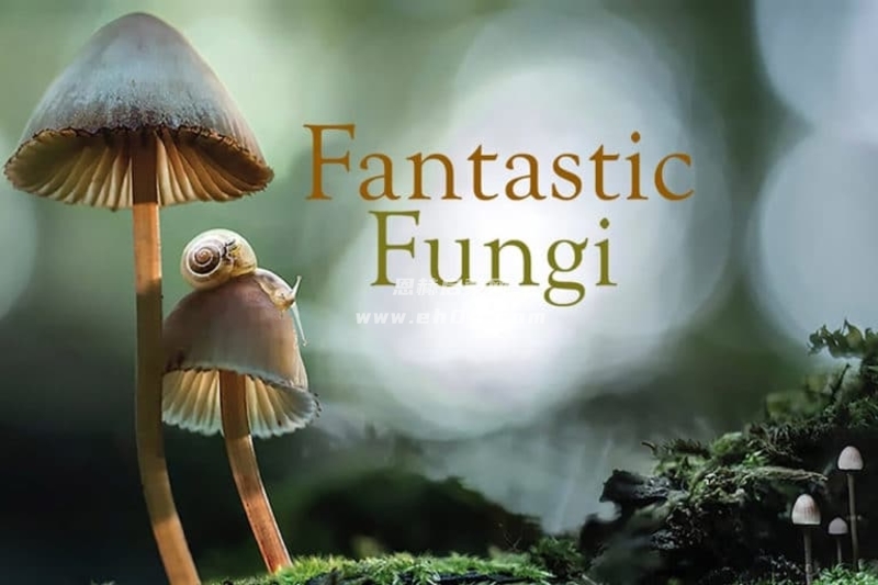 英语高分纪录片《神奇的真菌:Fantastic Fungi (2019)》英文版[英语字幕][4K分辨率][MKV]-1