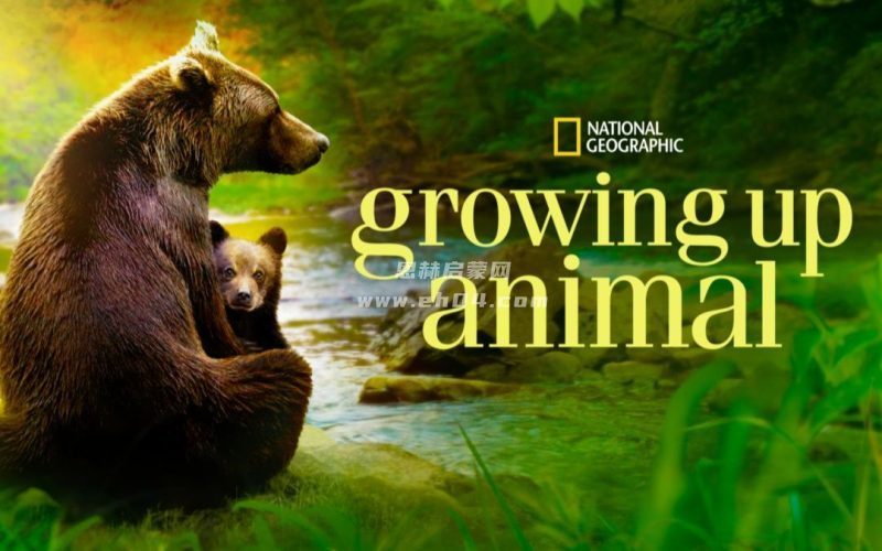 国家地理纪录片《动物成长 Growing Up Animal (2021)》第一季英文版[全6集][中文字幕][1080P][MP4]-1